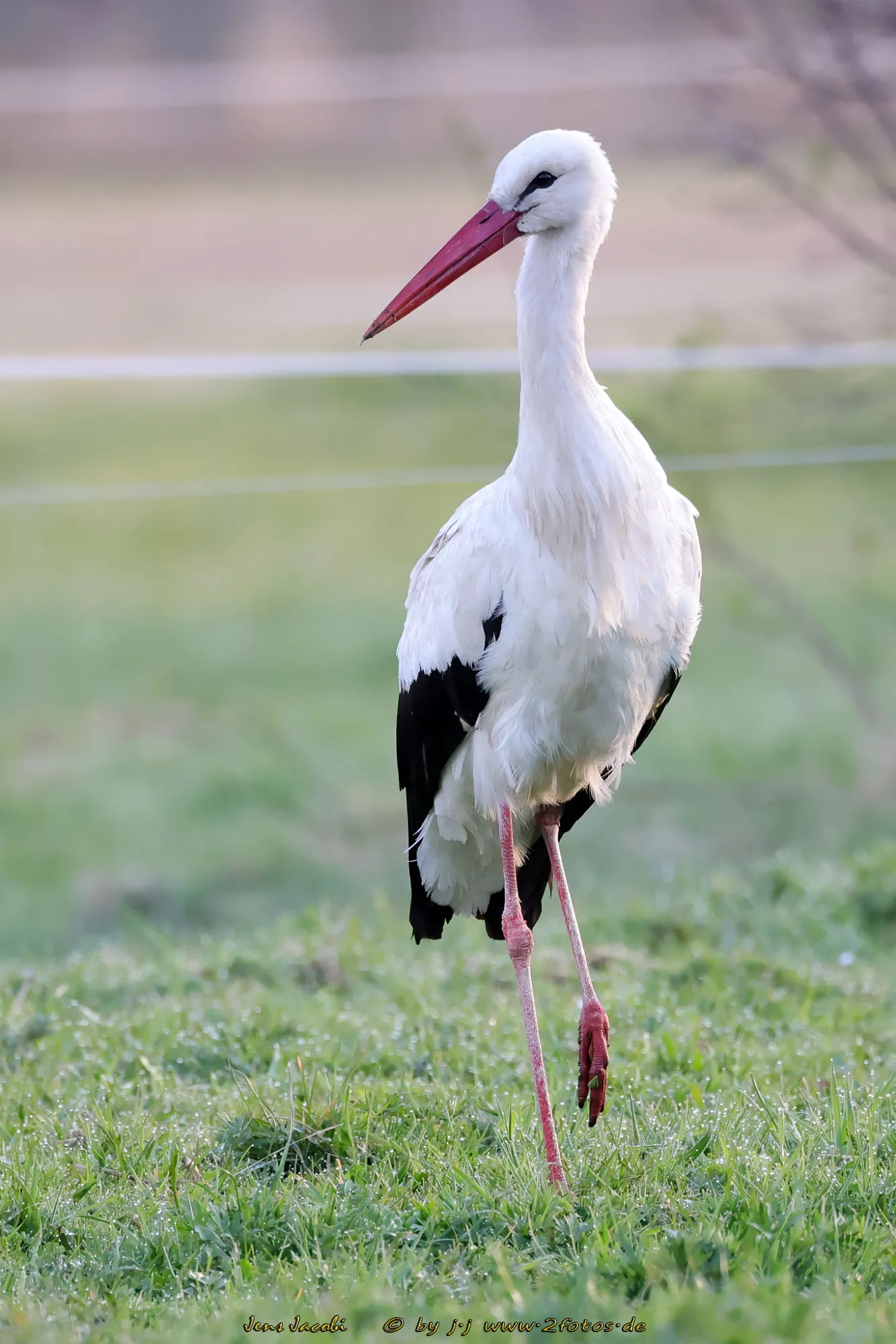 Weißstorch Ciconia ciconia