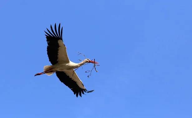 Weißstorch