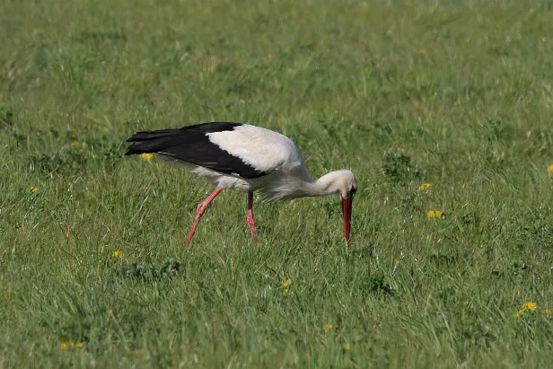 Weißstorch