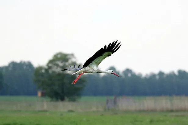 Weißstorch