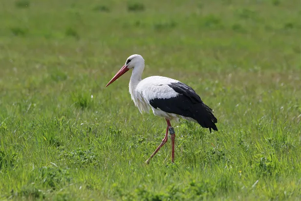 Weißstorch