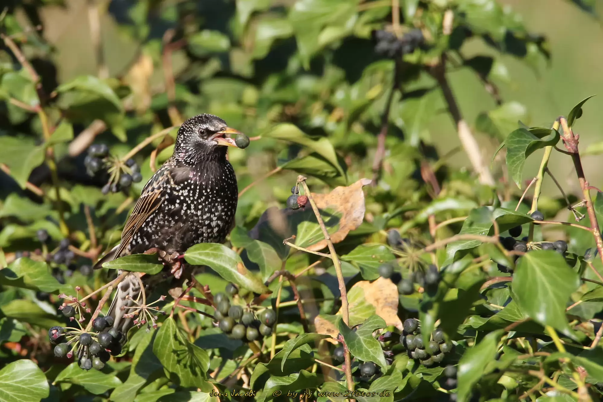 Star Sturnus vulgaris