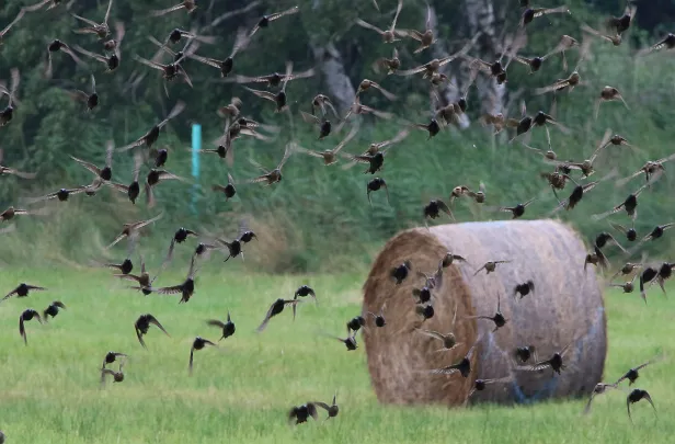Star Sturnus vulgaris
