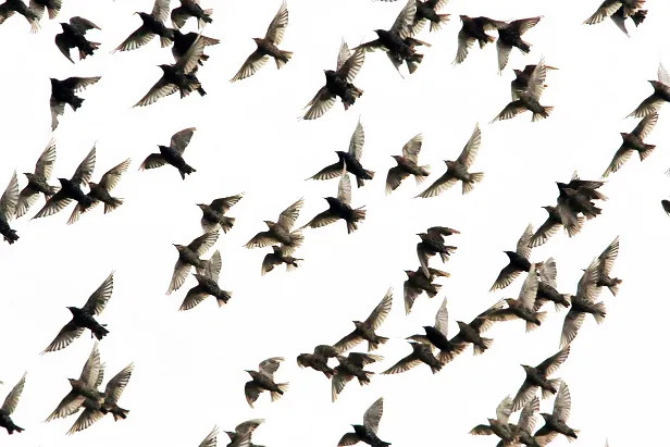Star Sturnus vulgaris