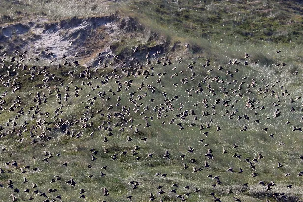 Stare Sturnus vulgaris