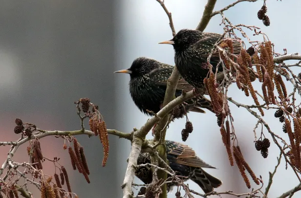 Star Sturnus vulgaris