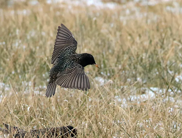 Star Sturnus vulgaris