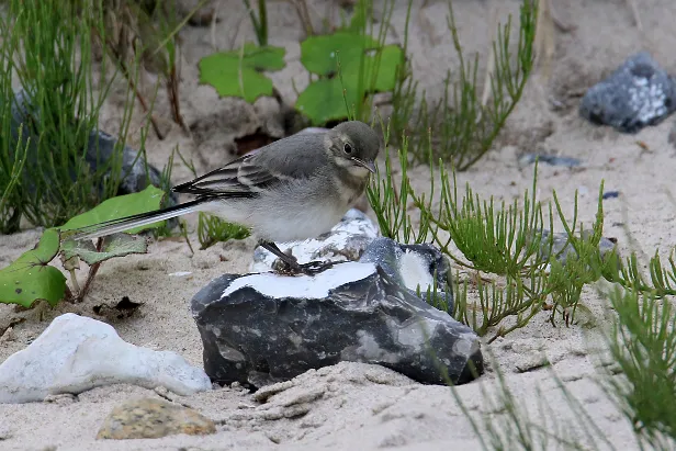 Bachstelze Jungvogel