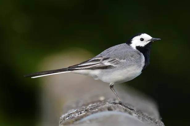 Bachstelze