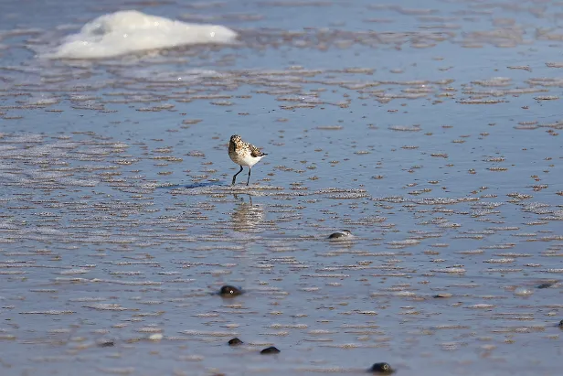 Sanderling