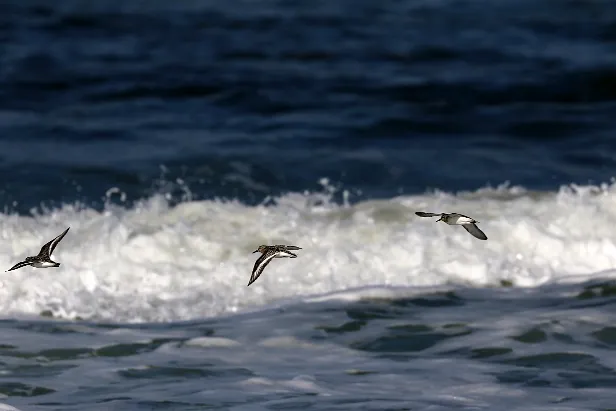 Sanderling