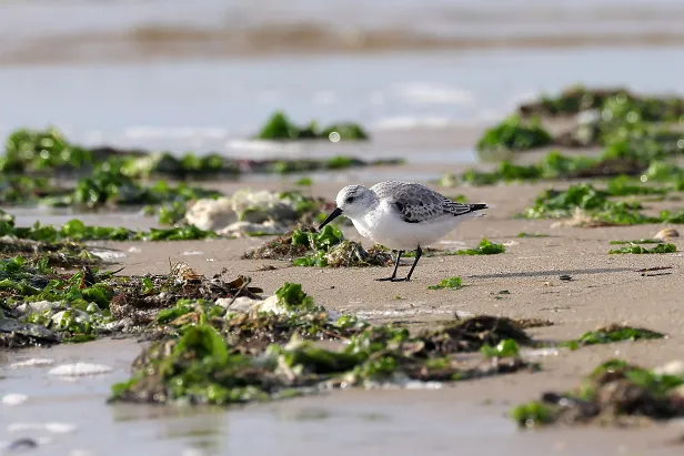 Sanderling