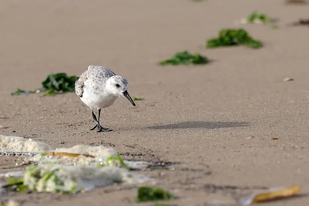 Sanderling