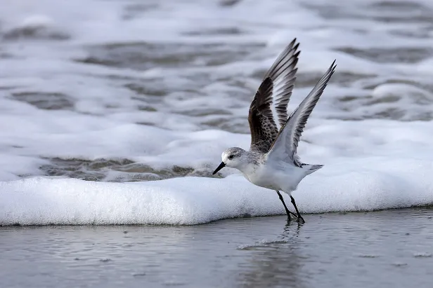 Sanderling