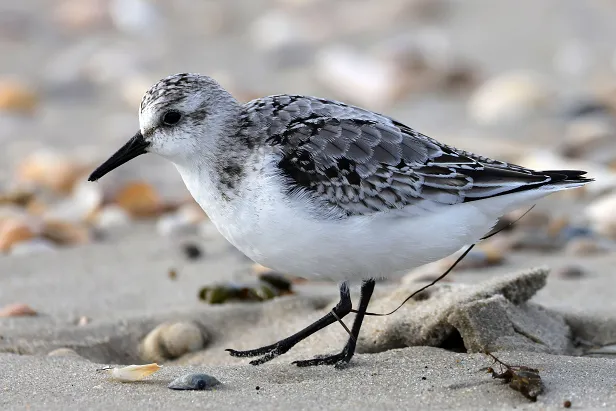 Sanderling