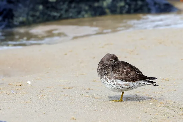 Meerstrandläufer