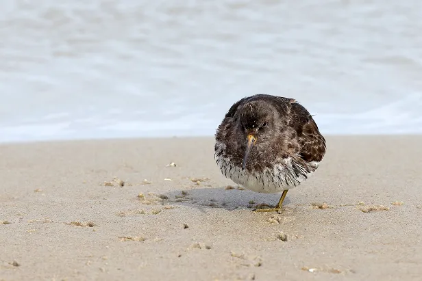 Meerstrandläufer