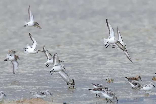 Sanderling