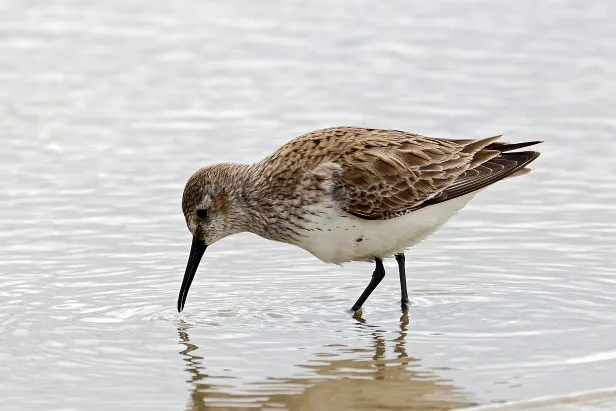 Strandläufer