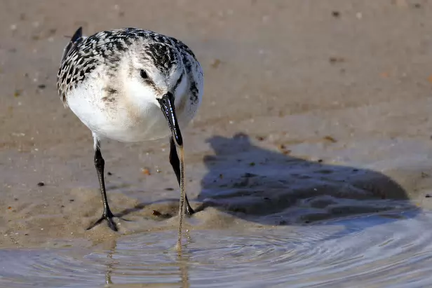 Sanderling Lecker