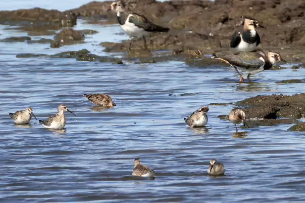 Sichelstrandläufer Fugleskjul