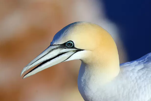 Basstölpel