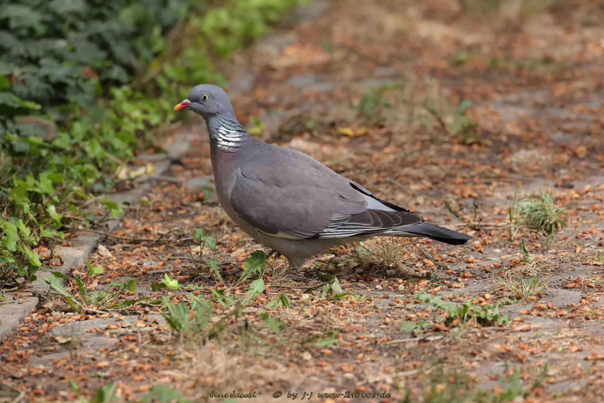 Ringeltaube Columba palumbus