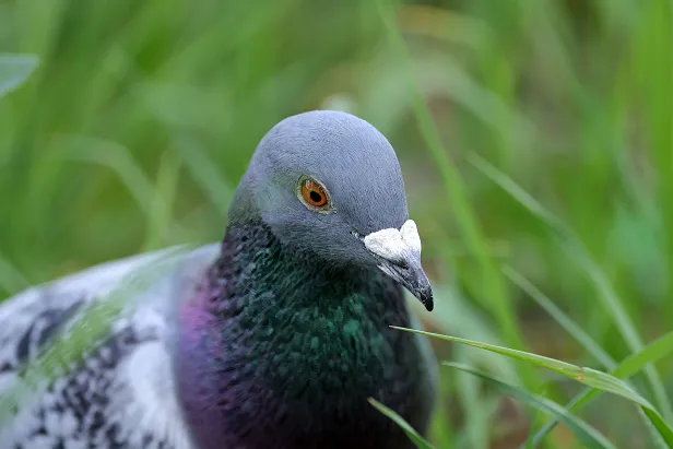 Brieftaube Columba livia f. domestica