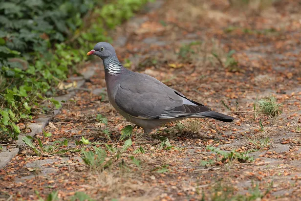 Ringeltaube Columba palumbus