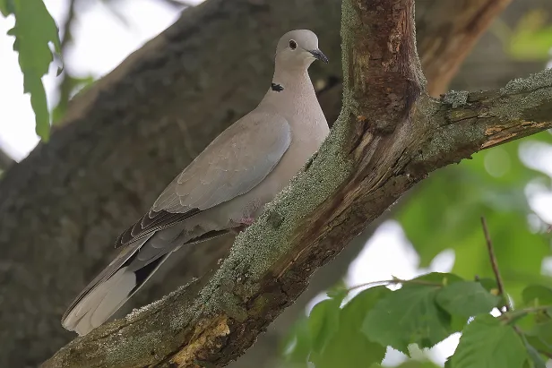 Türkentaube Streptopelia decaocto