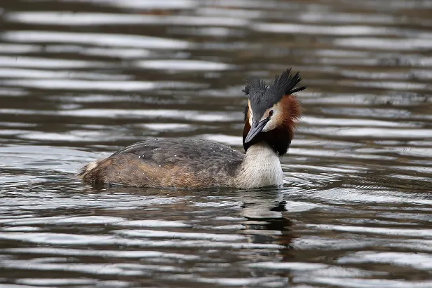 Haubentaucher Podiceps cristatus