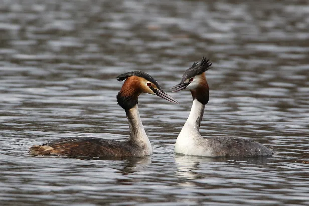 Haubentaucher Podiceps cristatu