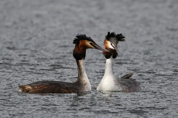 Haubentaucher Podiceps cristatu
