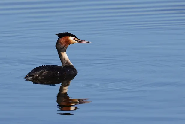 Haubentaucher Podiceps cristatus