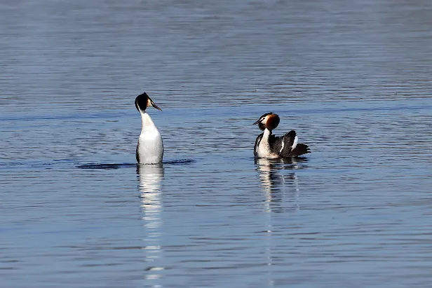 Haubentaucher Podiceps cristatus