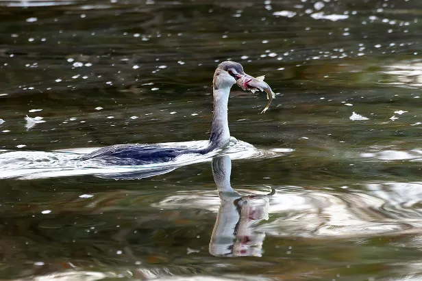 Haubentaucher Podiceps cristatus