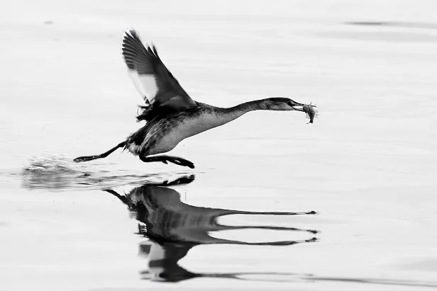 Haubentaucher Podiceps cristatus