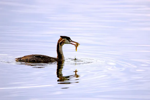 Haubentaucher Podiceps cristatus