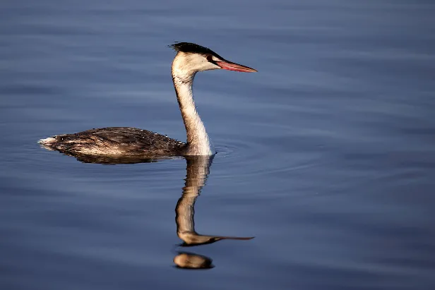 Haubentaucher Podiceps cristatus