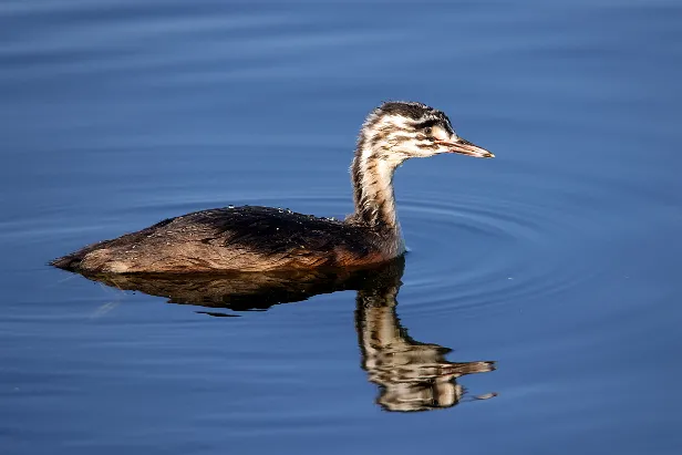 Haubentaucher Podiceps cristatus