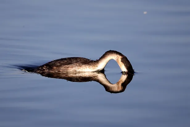 Haubentaucher Podiceps cristatus