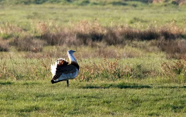 Großtrappe Vogel Beobachtungsturm 