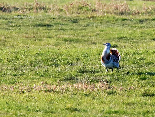 Großtrappe Vogel Beobachtungsturm 