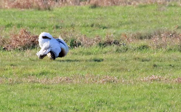 Großtrappe Vogel Beobachtungsturm 