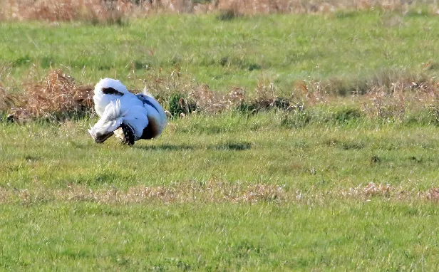 Großtrappe Vogel Beobachtungsturm 