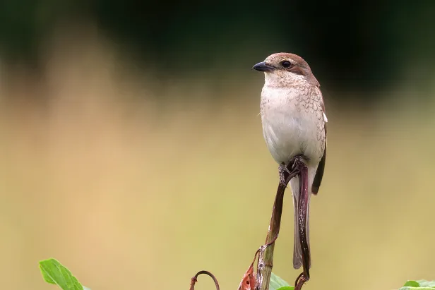 Neuntöter ♀