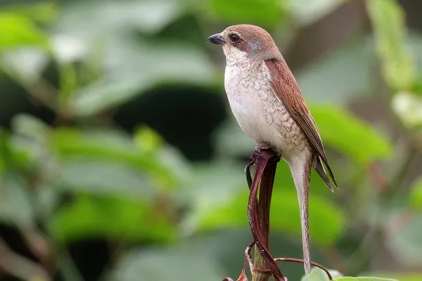 Neuntöter ♀