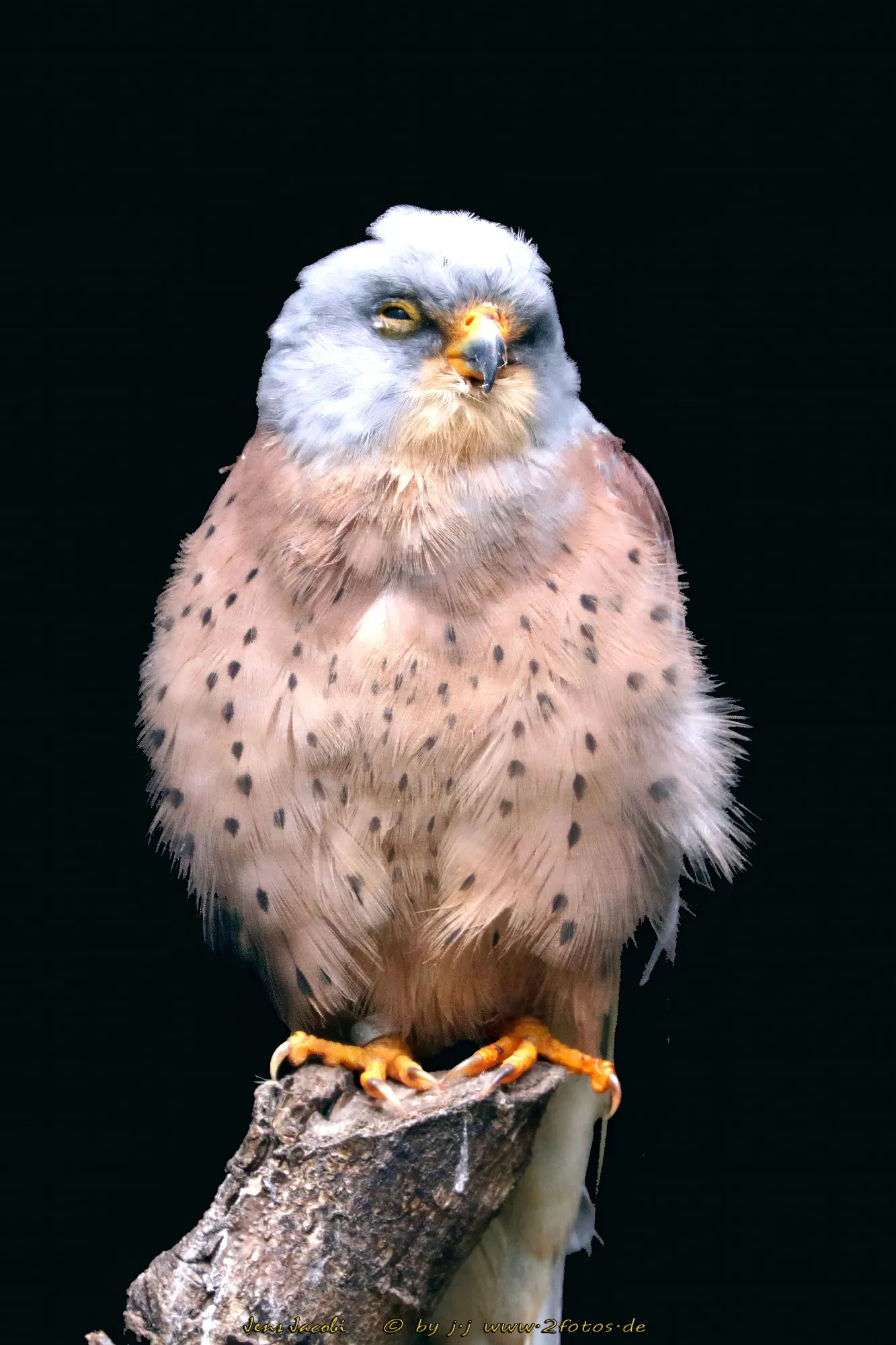 Rötelfalke Weltvogelpark Walsrode