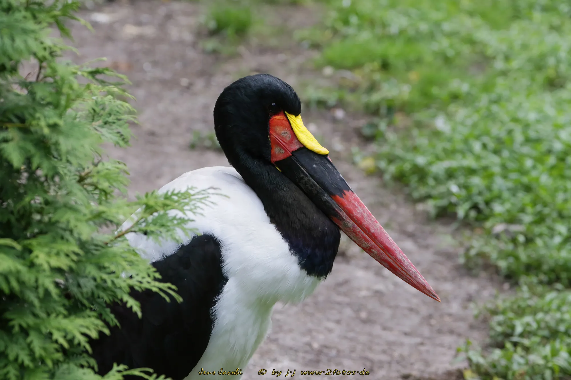 Sattelstorch Ephippiorhynchus senegalensis -