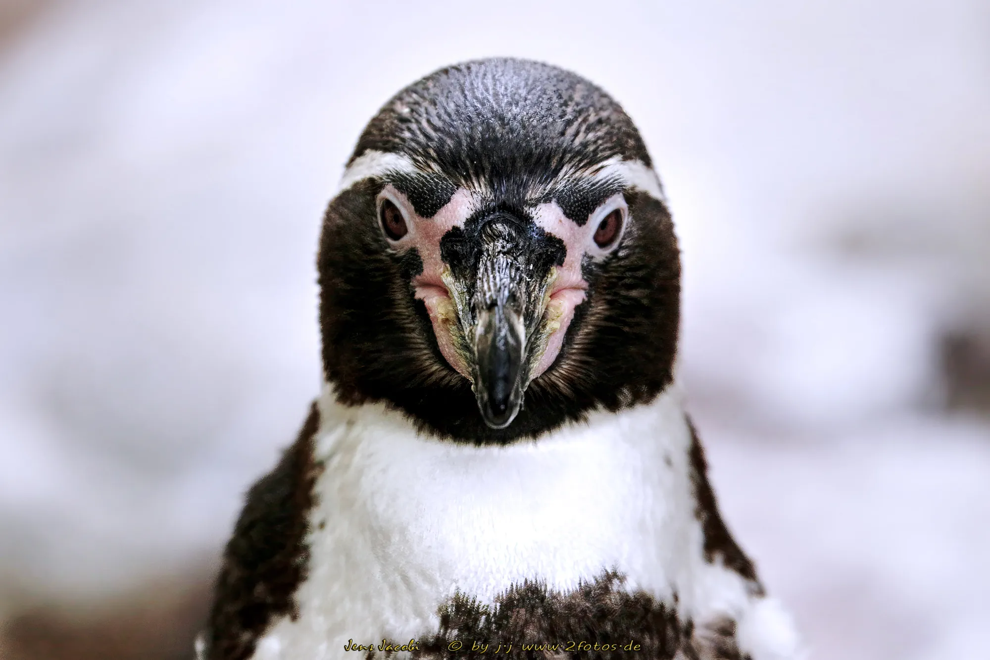 Pinguin 